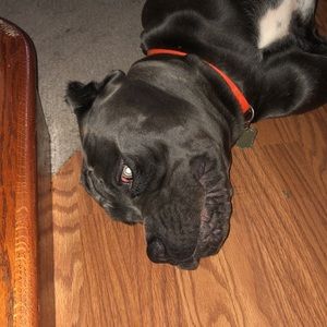 Meet your Posher, Elsa